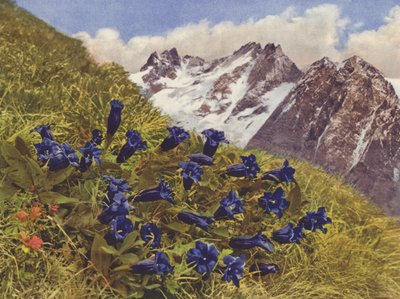 Svizzera: Genziana da Jean Gaberell