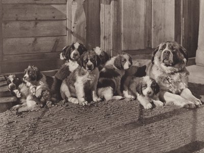 Svizzera: I famosi cani di San Bernardo da Jean Gaberell