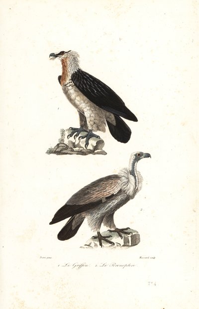 Aquila barbuta e grifone eurasiatico da Jean Gabriel (after) Pretre