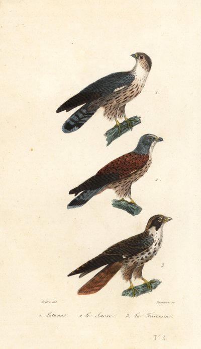 Turaco occidentale, falco sacro e pellegrino da Jean Gabriel (after) Pretre