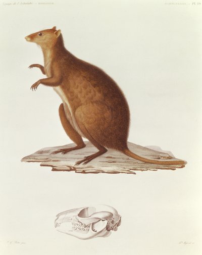 Il Wallaby o Canguro dalla Coda Corta (setonix brachyrus) illustrazione da Voyage de la Corvette l