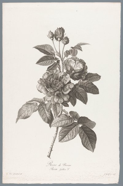 Rosa gallica da Jean Godefroy