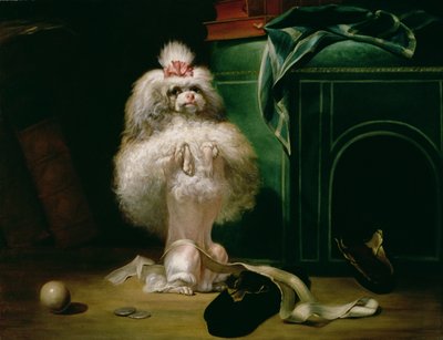 Un Cane della Razza Havannah, 1768 da Jean Jacques Bachelier