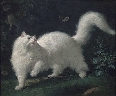 Gatto d