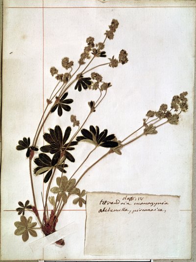 Alchemilla, da un Erbario (fiori pressati) da Jean Jacques Rousseau