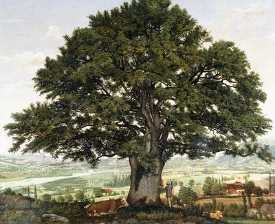 La Pianura di Annecy-Chene il Veterano delle Alpi da Jean Jacques Rousseau