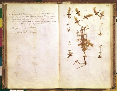 Pagina 24 da un Erbario da Jean Jacques Rousseau