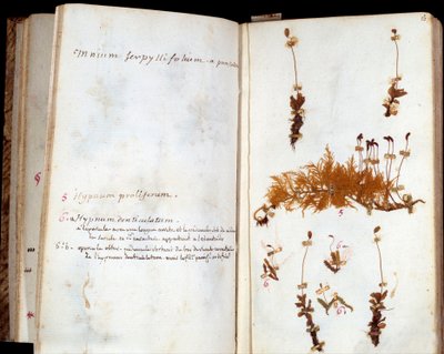 Pagine dell