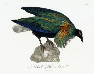 Piccione di Nicobar, 1799-1808 da Jean Lebrecht Reinold
