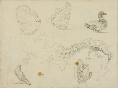 Schizzi di uccelli da Jean Louis André Théodore Géricault