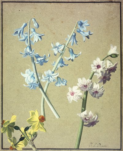 Un Giacinto Blu e uno Lavanda, e un Narciso Giallo, c.1805 da Jean Louis Prevost