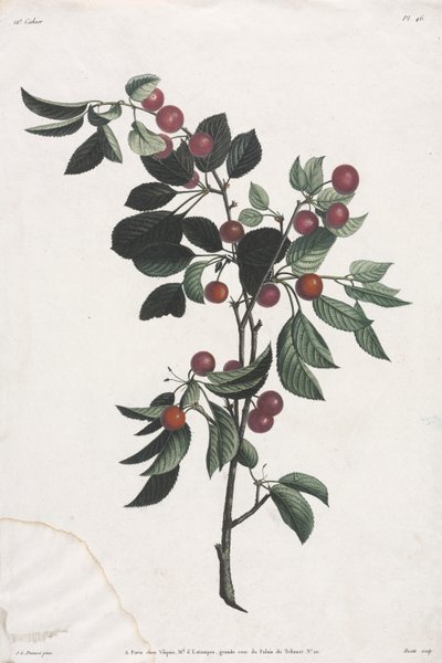 Collezione di fiori e frutti: Rami di ciliegie precoci da Jean Louis Prevost