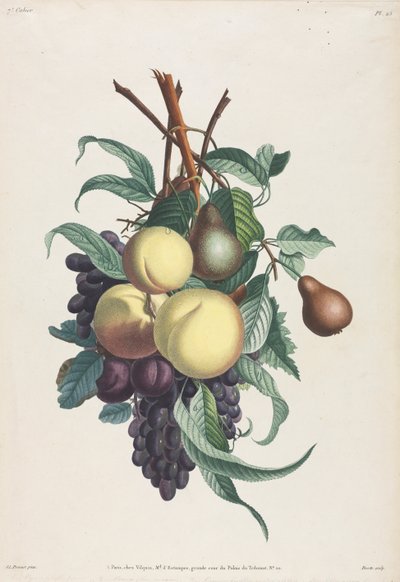 Collection des fleurs et des fruits: Rami di rousselet, pesca, prugna e uva da Jean Louis Prevost