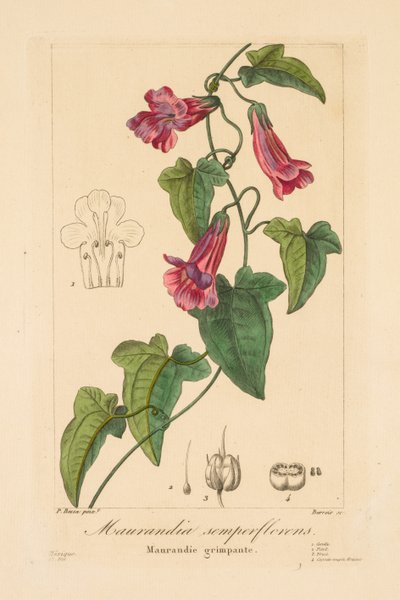 Flore des Jardiniers, Amateurs et Manufacturiers: Maurandia semperflorens da Jean Pierre Frederic Barrois
