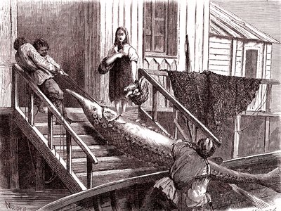 Pesca dello storione sul fiume Volga, Russia. 1867 (incisione) da Jean Pierre Moynet