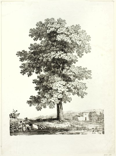 Studio di un albero da Jean Victor Bertin