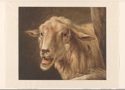 Testa di pecora da Jean Zacherie Mazel