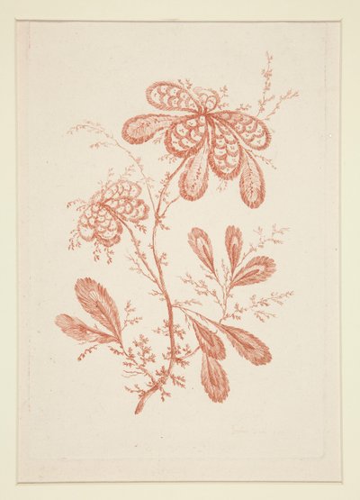 Senza titolo (Fiori Ideali), da un set di sei da Jeanne Deny