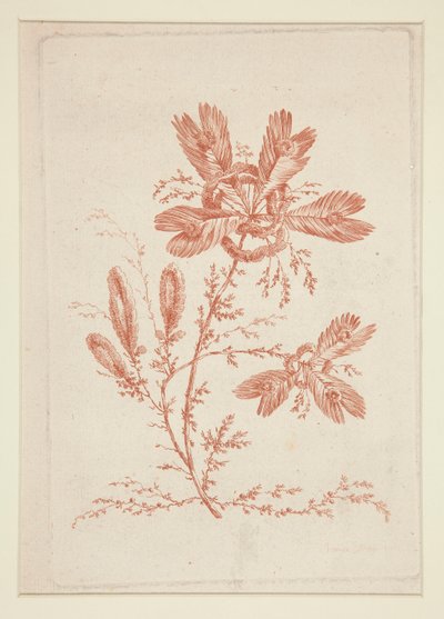 Senza titolo (Fiori ideali), da un set di sei da Jeanne Deny