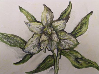 Orchidea Verde da Jeannette Stein