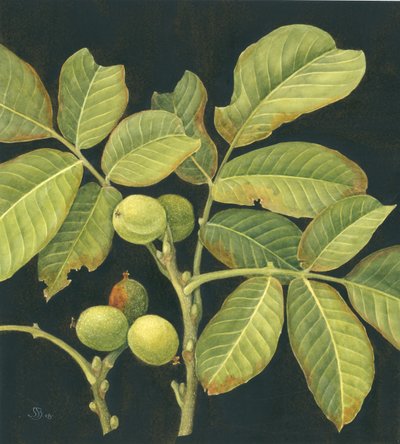Noce verde da Jenny Barron