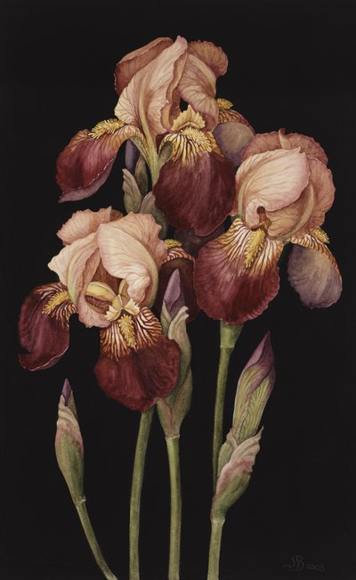 Iris da Jenny Barron