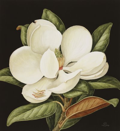 Magnolia Grandiflora da Jenny Barron