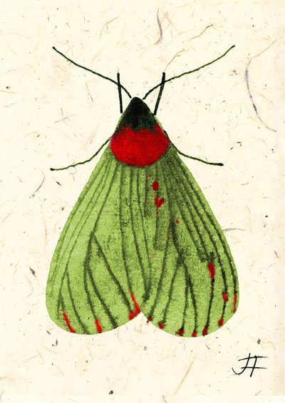 FlyMoth, 2024 (acquerello su carta) da Jenny Frean