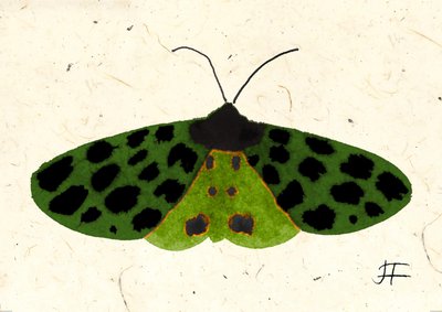 Tiger Moth, 2024 (acquerello su carta) da Jenny Frean