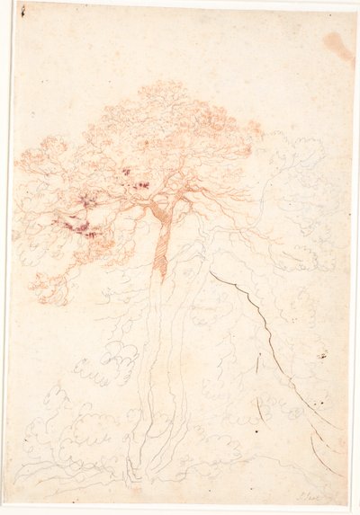 Studio di due grandi pini da Jens Juel