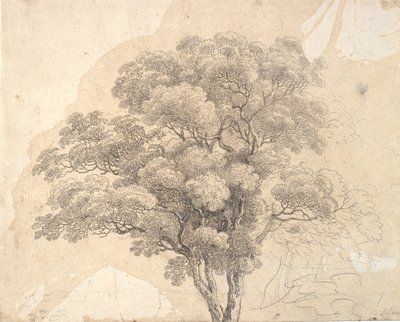 Studio di una chioma d