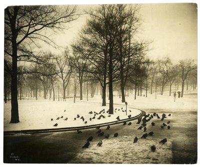 Common con piccioni, Boston, USA, c.1902-10 da Jessie Tarbox Beals