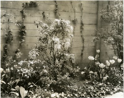 Sig. e Sig.ra John Morgan, 39 W 11 St Centro pianta di Andromeda, Greenwich Village, New York, USA, c.1939-40 da Jessie Tarbox Beals