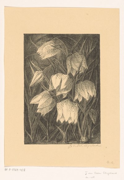 Fiori di fritillaria da Jo van Oosten Slingeland (signed by artist)