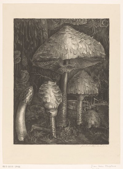 Funghi da Jo van Oosten Slingeland (signed by artist)