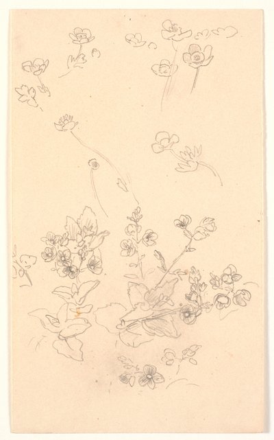 Studi di fiori da Joakim Frederik Skovgaard