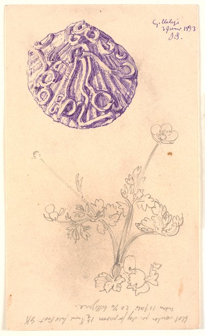 Studio di conchiglia e pianta da Joakim Frederik Skovgaard