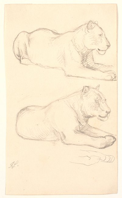 Due studi di leonesse sdraiate da Joakim Frederik Skovgaard