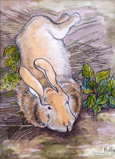 Holly, il coniglio gigante continentale, 2002 da Joan Thewsey
