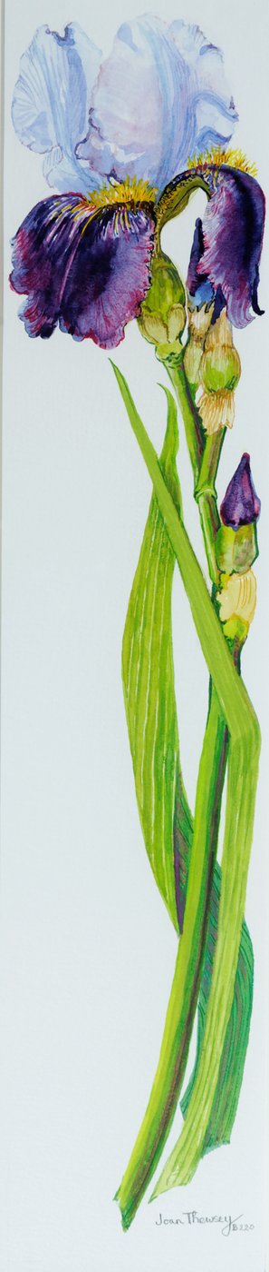 Iris con tre boccioli da Joan Thewsey