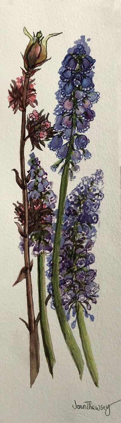 Muscari e Viburnum bodnantense da Joan Thewsey