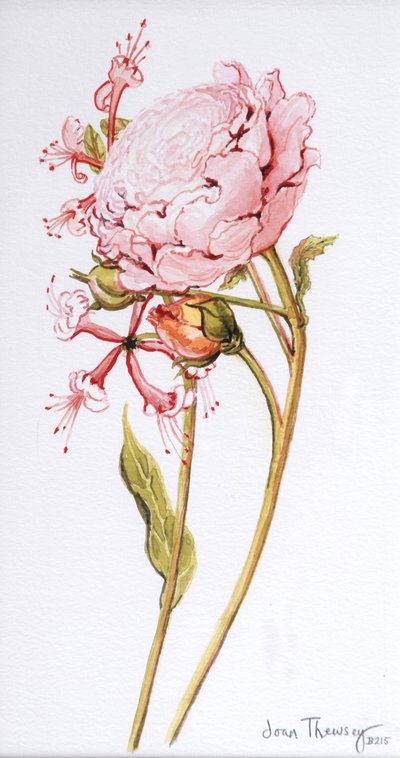 Rosa rosa, Abraham Derby con caprifoglio, 2008 da Joan Thewsey
