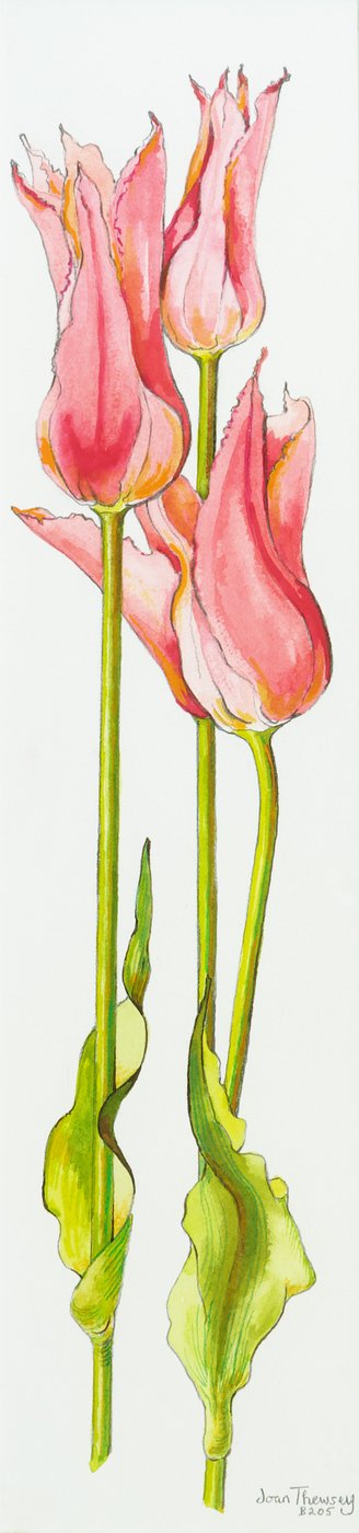 Tre tulipani rossi a fiore di giglio Marianne da Joan Thewsey
