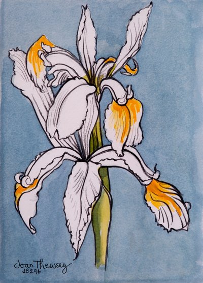 Due Iris da Joan Thewsey