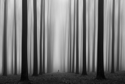Sentiero nella foresta nebbiosa da Jochen Bongaerts