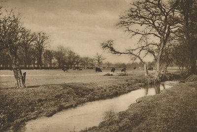 Dove il Beverley Brook serpeggia attraverso il Parco Reale di Richmond da Joel