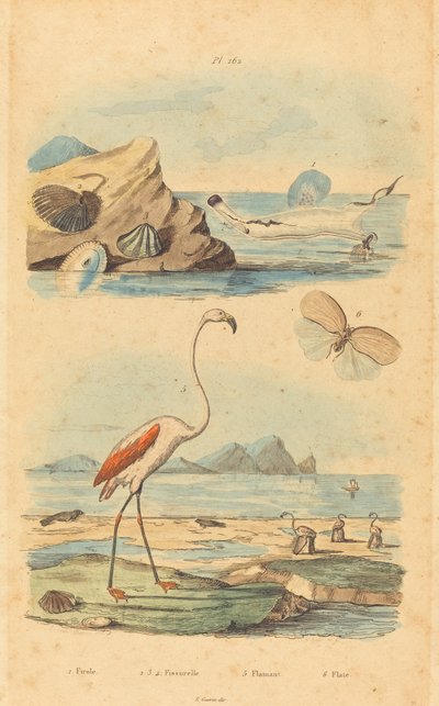 Fenicotteri e conchiglie da Joh. Baptist Pfitzer after Acavie Baron