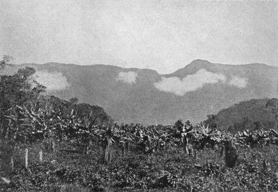 Bananal Cubatao, Banane, Cubato, 1895 da Johan Albert Constantin Lofgren
