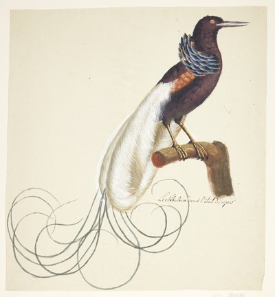 Uccello esotico da Johan Christian Ernst Walter