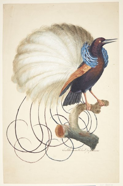 Uccello esotico da Johan Christian Ernst Walter